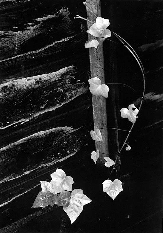 11. White, Ivy, Portland 1964